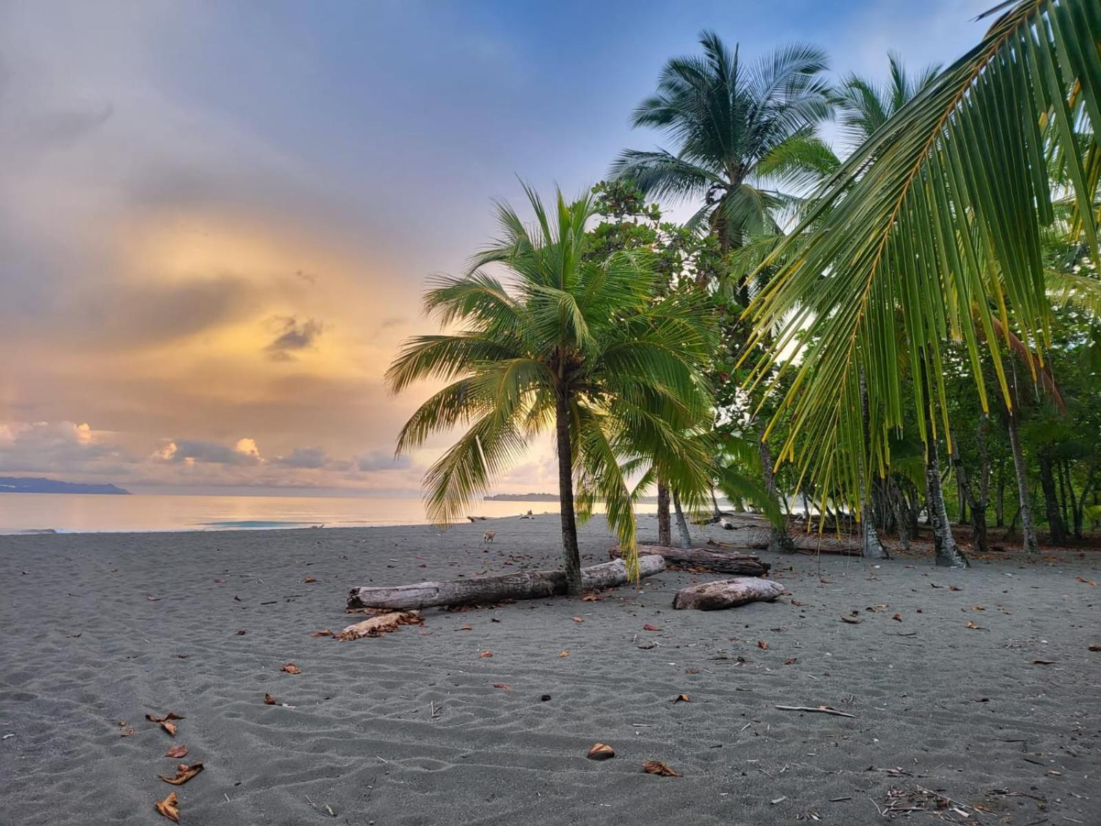Agua Dulce On The Beach Puerto Jiménez المظهر الخارجي الصورة
